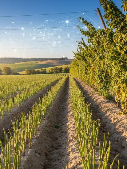 Digitalisierung in Sonderkulturen - Hopfen und Spargel